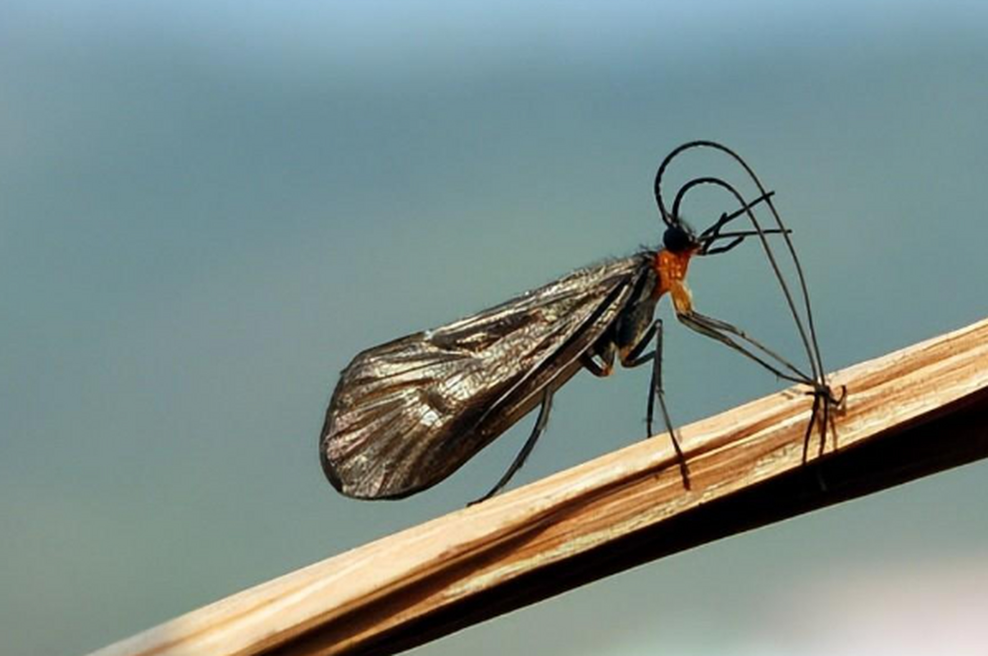 热带亚热带舞动的钩翅石蛾,五彩斑斓的成虫吸食花蜜,卵变色隐身,幼虫
