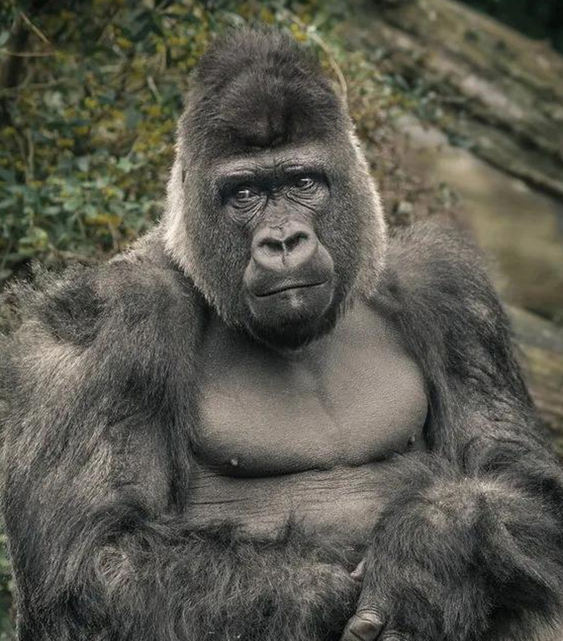 不同类人猿的社会组织与行为模式各异,科学家深入研究其奥秘.