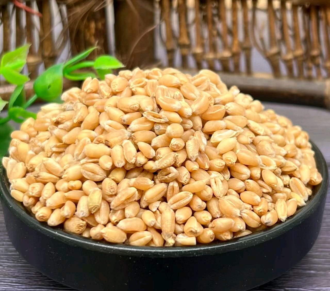 每日认识一个谷物第二弹——小麦