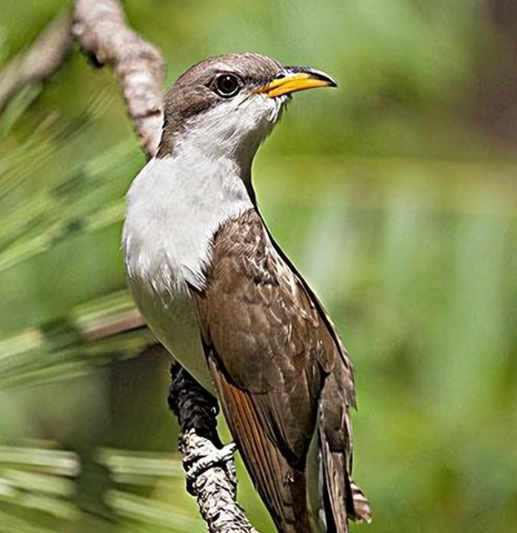 布谷鸟分布在哪里,有什么特点,食物来源是什么