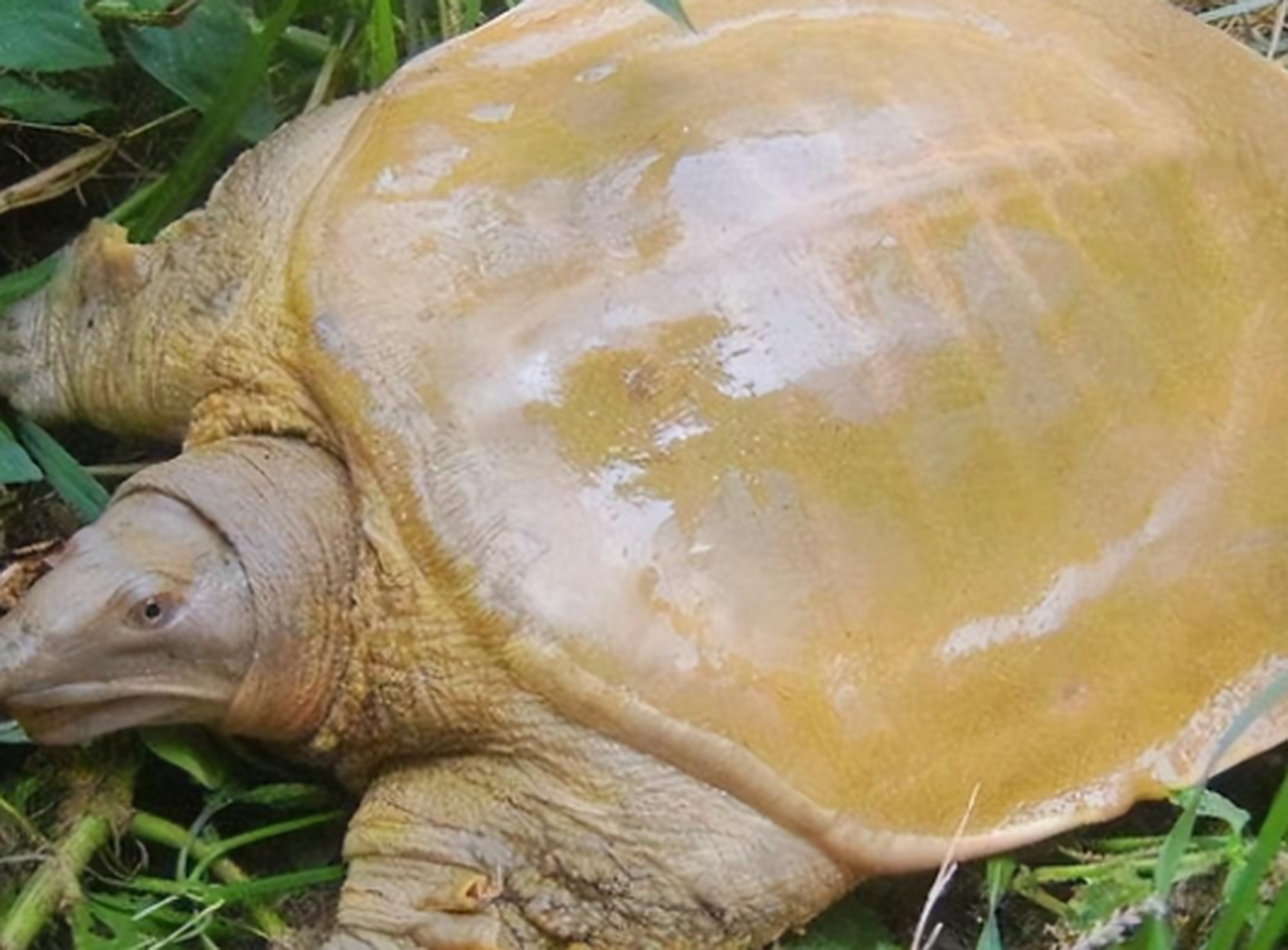 —山瑞鳖,体型巨大,头部硕大,壳呈三角形