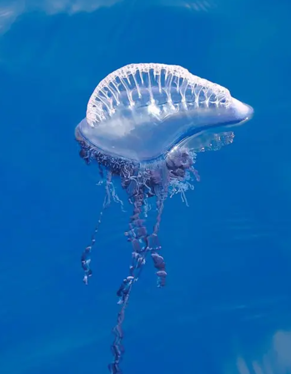 美丽的僧帽水母现身海南多处海滩,多名游客被蜇伤