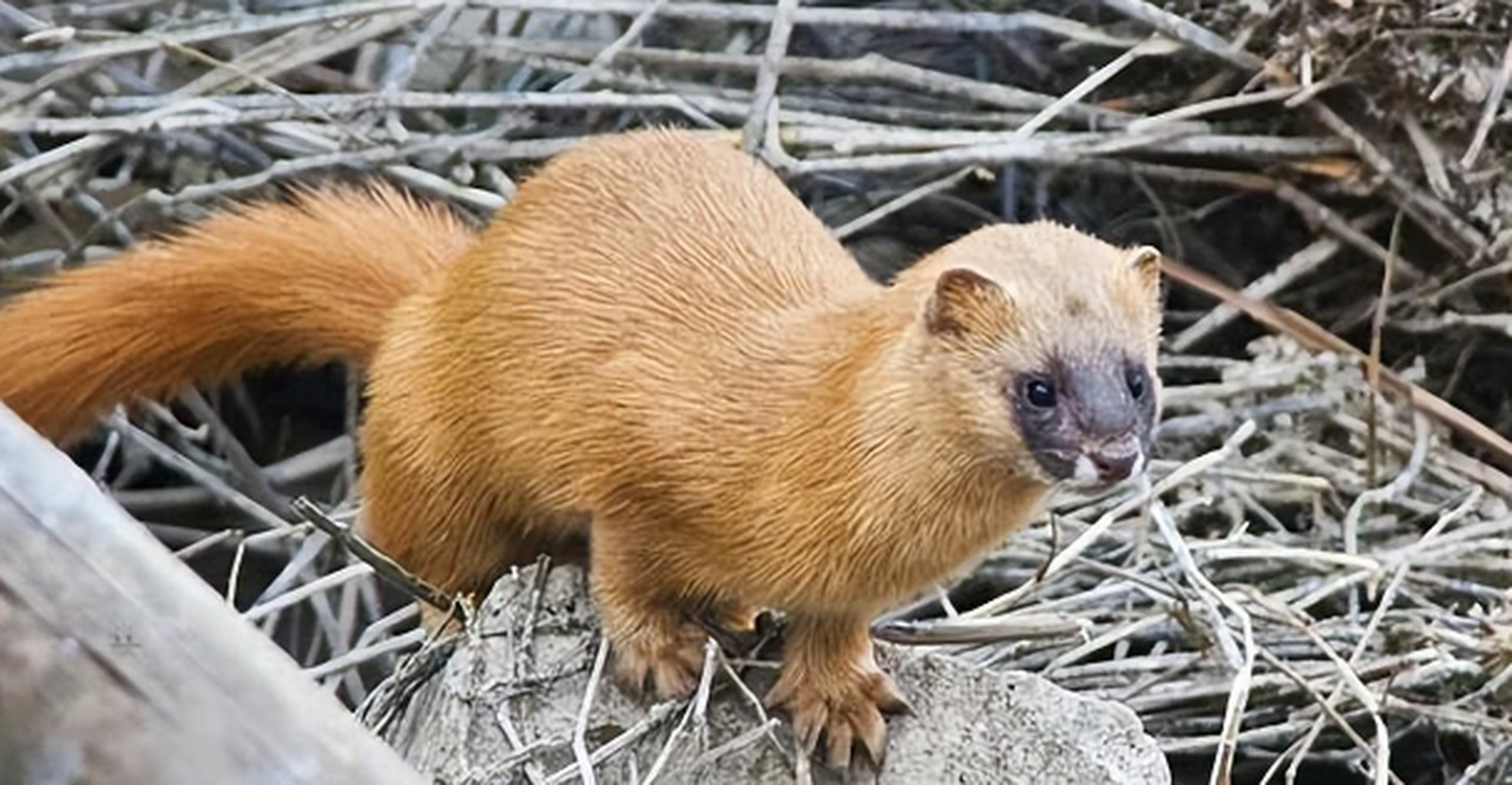 [原文:黄鼬在中国有着悠久的传说.