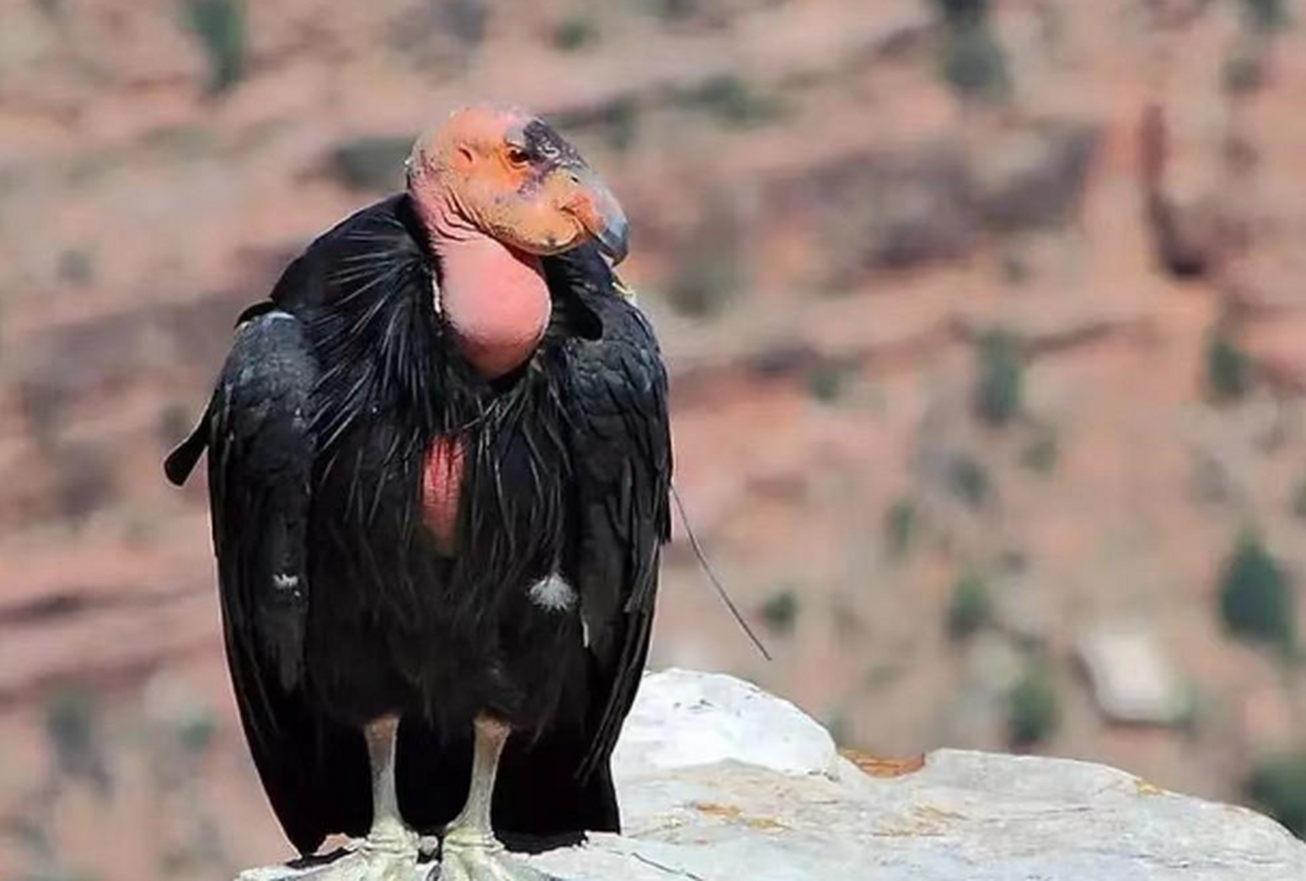 加州神鹫是体型庞大,以食腐为生的鸟类,生活在陡峭的悬崖和峡谷中.