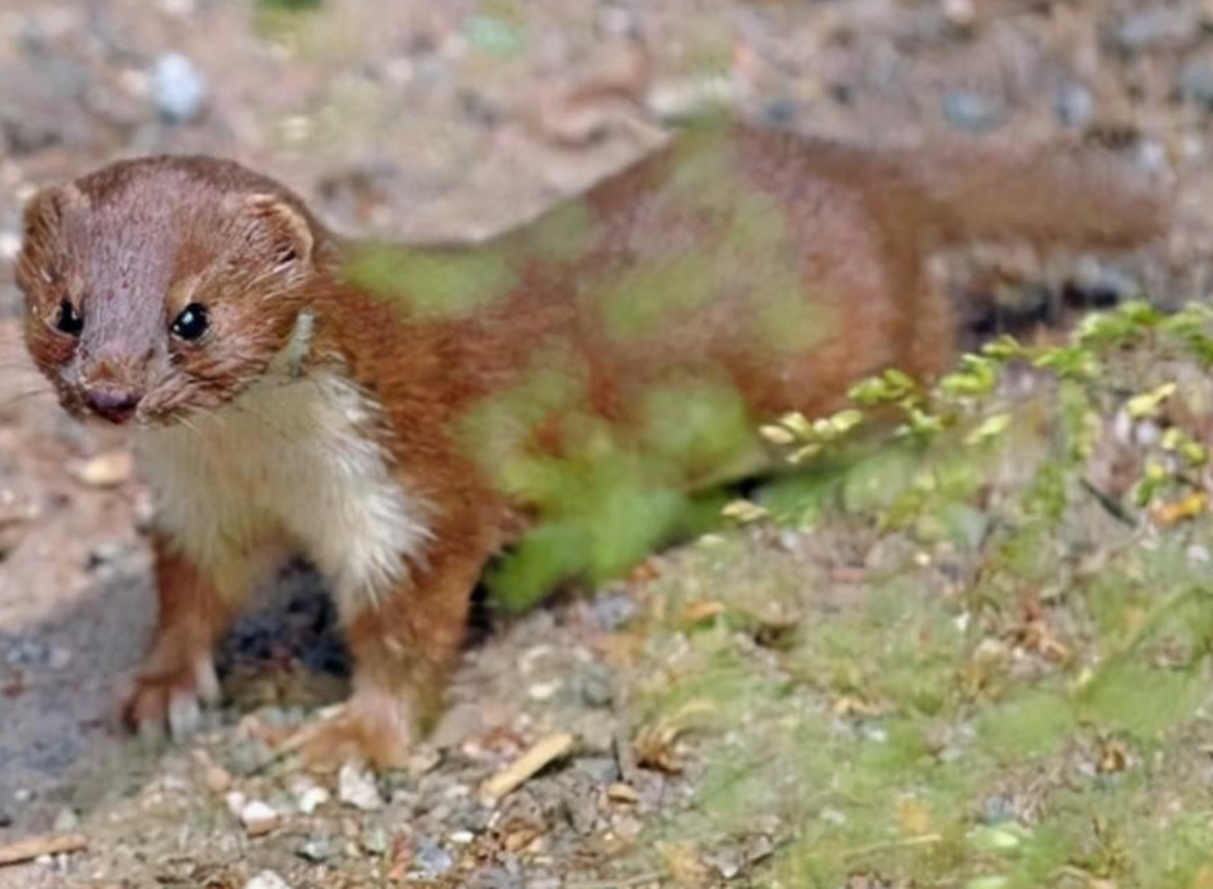 黄鼬是一种小型肉食性哺乳动物,善于挖洞和攀爬,适应能力强.