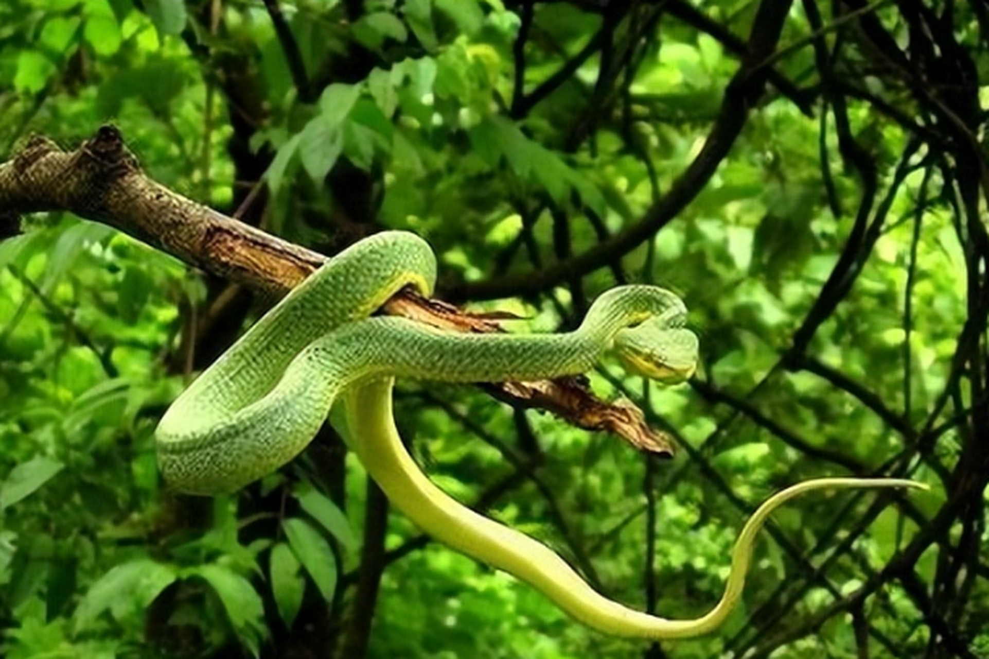 云南毒蛇大揭秘!眼镜王,竹叶青毒性超强,银环金环比拼谁更狠.