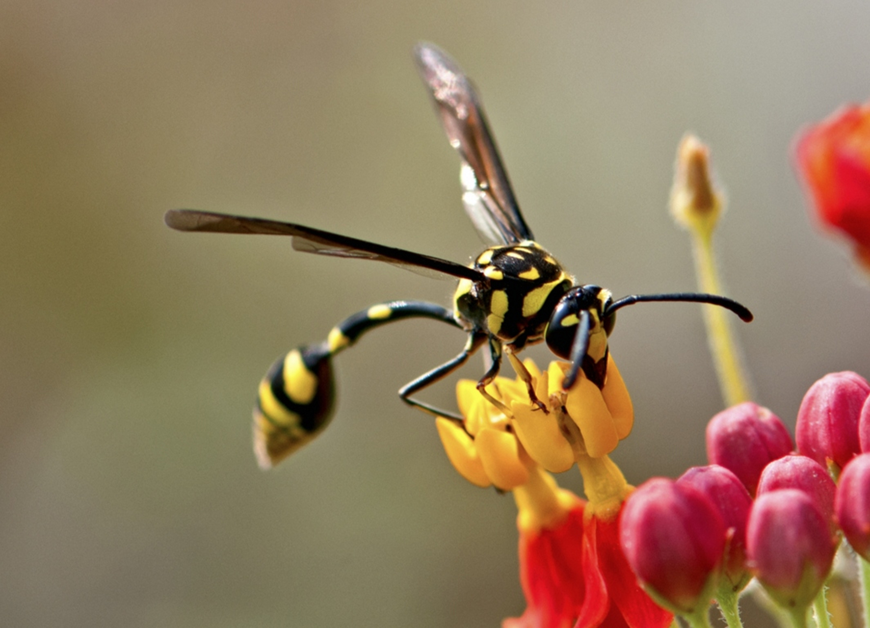 跨年创作挑战赛# 舍腰蜂别名金腰蜂,分布于大洋洲,非洲,南北美洲却