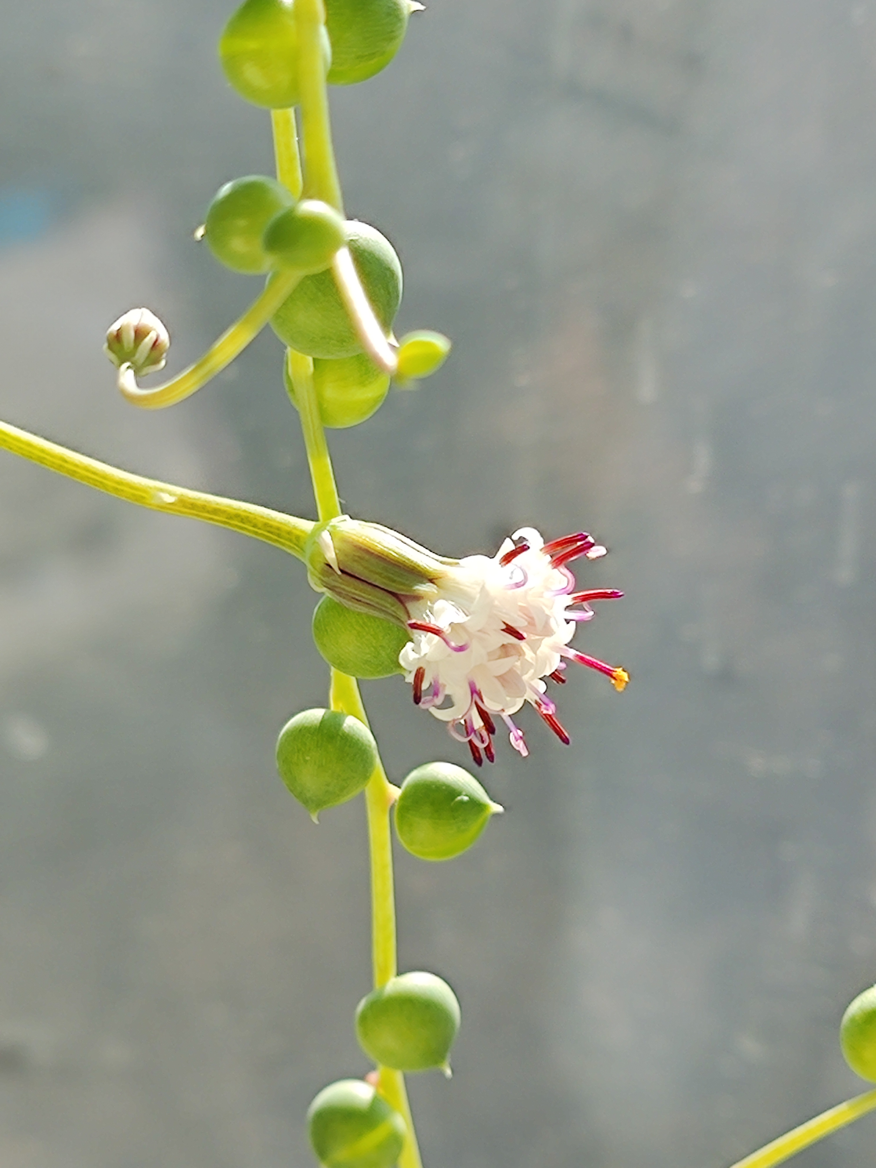 真没想到小小的佛珠居然开花了,小花儿又淡雅又别致,简直让人百看不厌