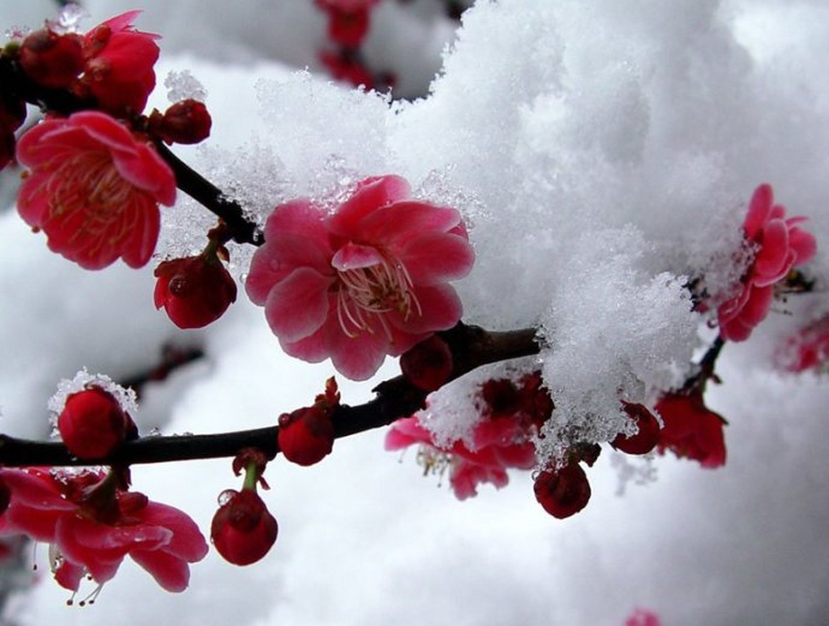 严冬之际,白皑皑的雪花漫天飞舞,偶然闻见梅的芳香,有道是:"梅花香自