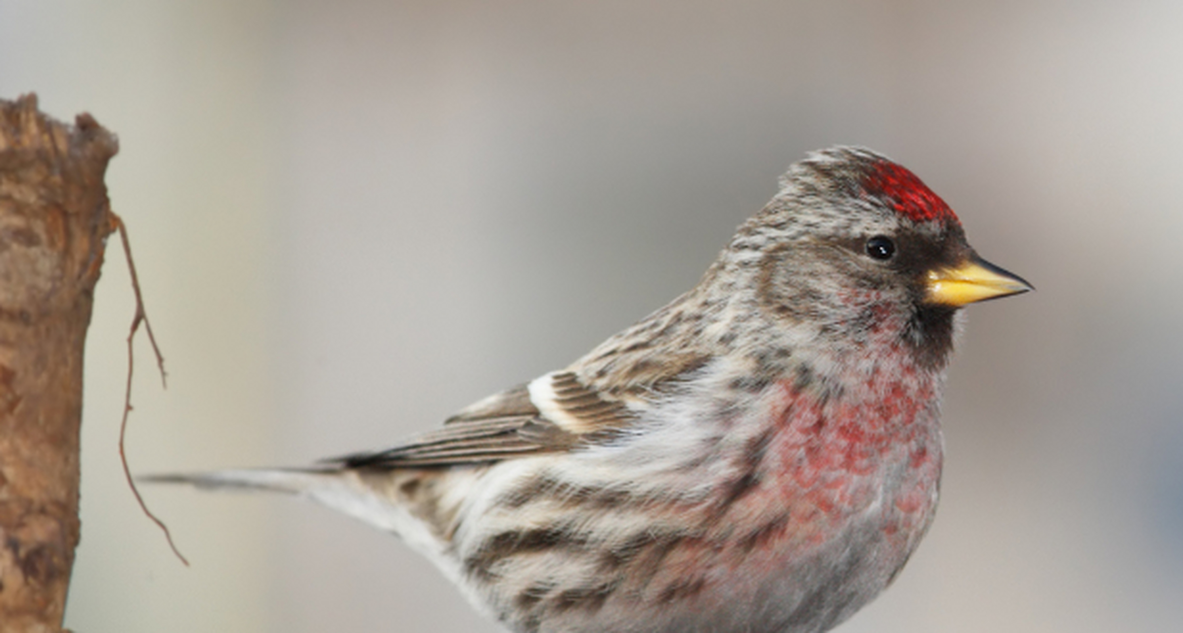 快了解这个美丽又特别的存在吧![原文:"丹雀"是什么动物,它们.