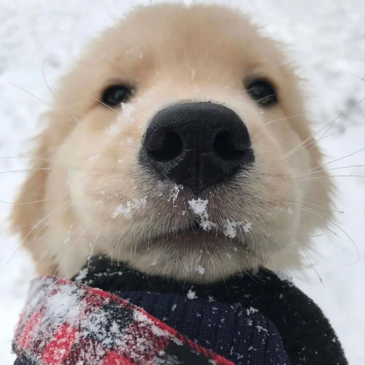 可爱沙雕狗狗头像 676767