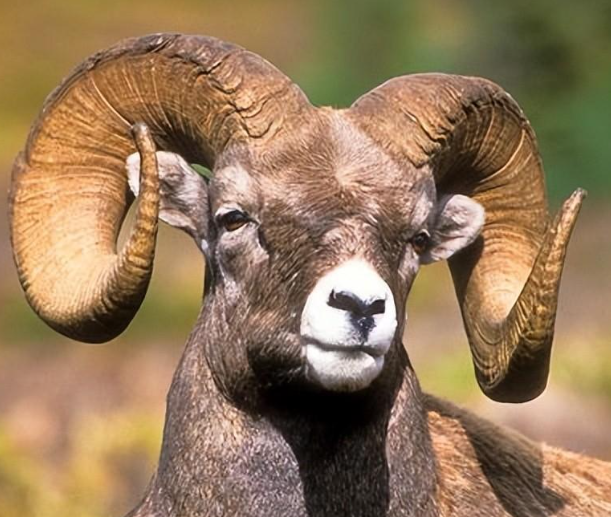 大角羊它们有什么特点,分布在哪里,生活习性有什么不同?