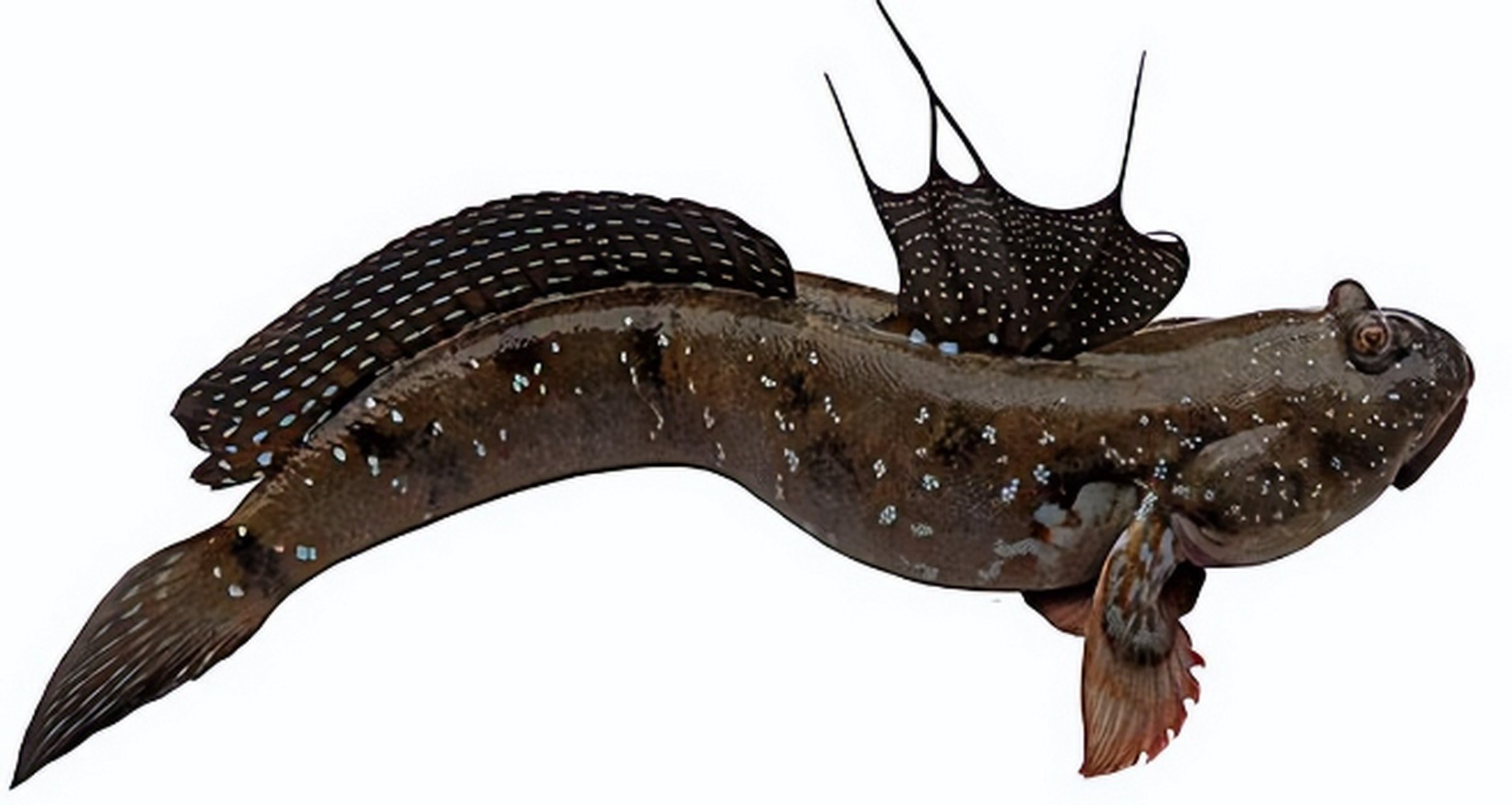 [原文:弹涂鱼的分布非常广泛,它.