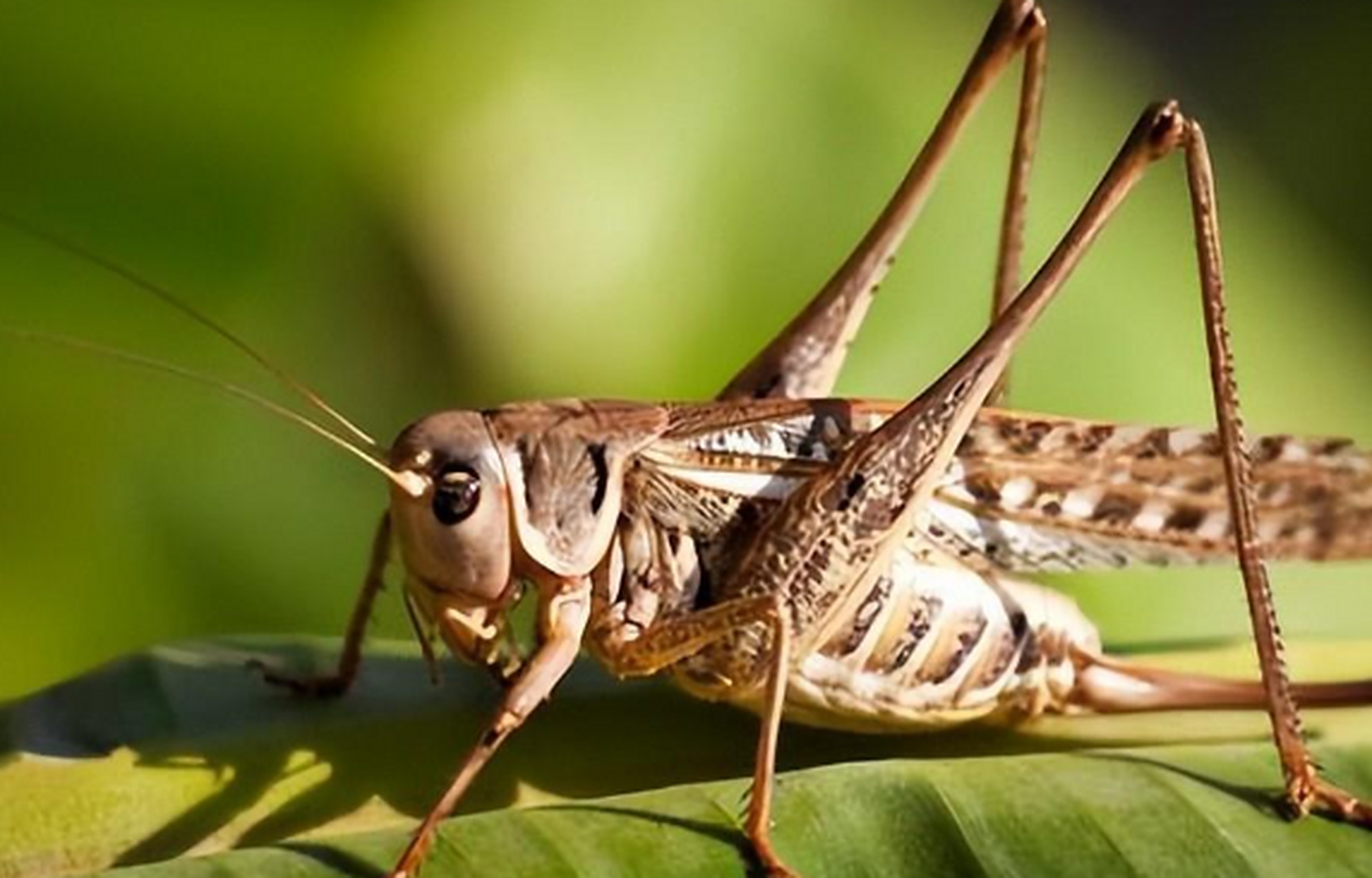 蝗虫,植食性昆虫的佼佼者,成群结队,破坏力惊人.
