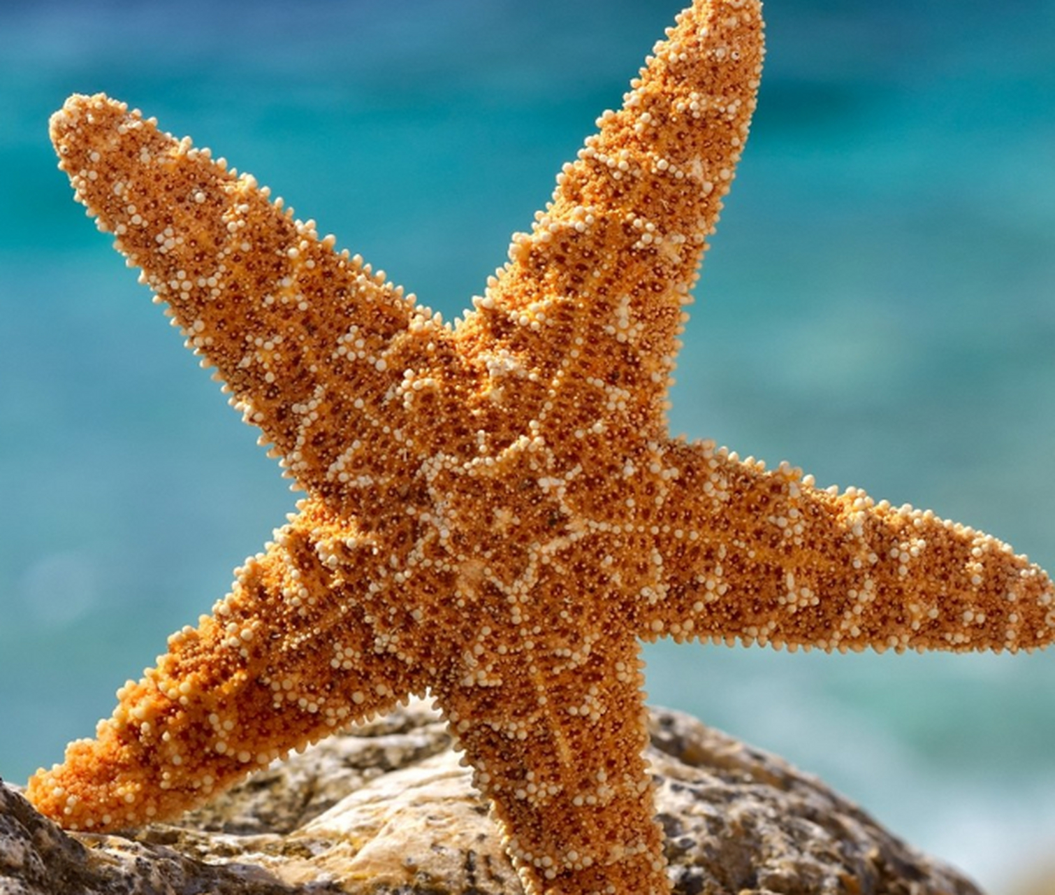 深海霸主海星,五角对称美,生态关键.