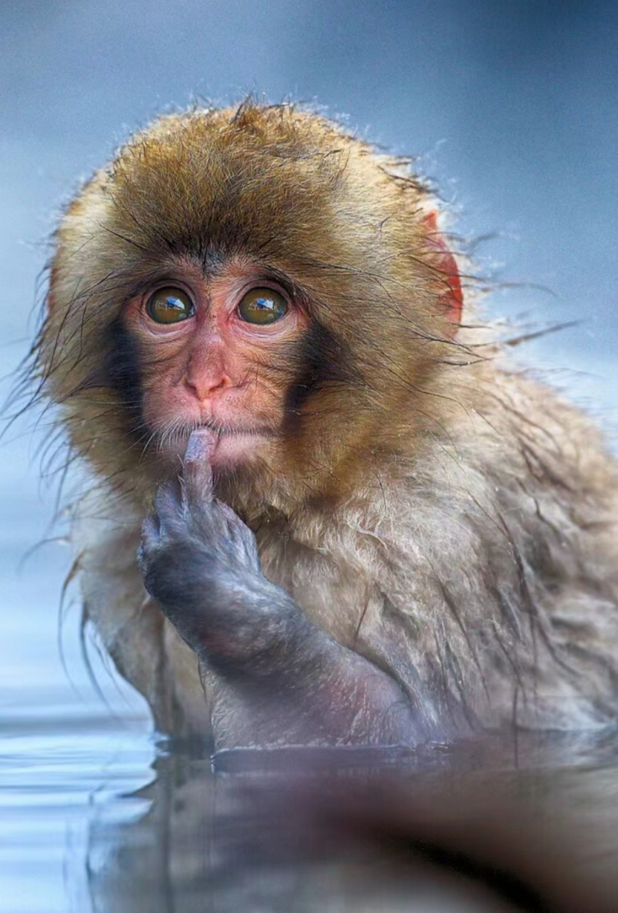 野生动物喜剧摄影作品#搞笑# #动物世界# #野生动物世界# #优质作者榜