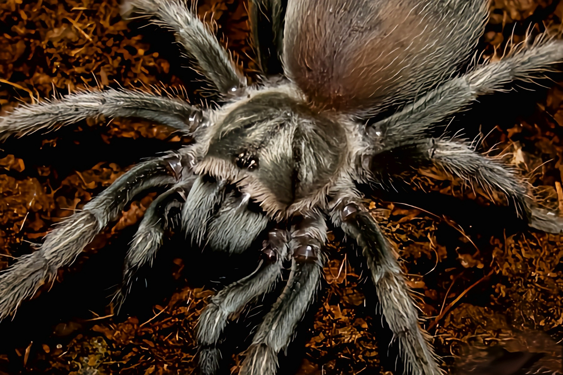 秘鲁金铜蛛生活在南美洲秘鲁中部的热带雨林,是非常受欢迎的宠物蜘蛛