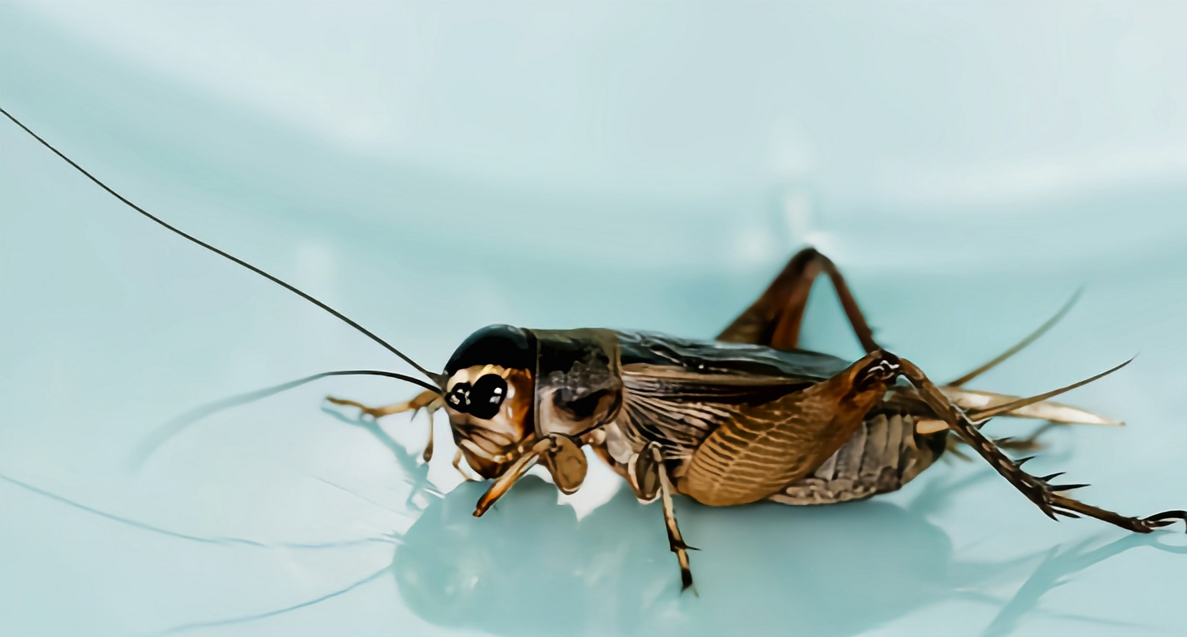 跨年创作挑战赛# 北京油葫芦在我国各地均有分布,它是一种比较常见的