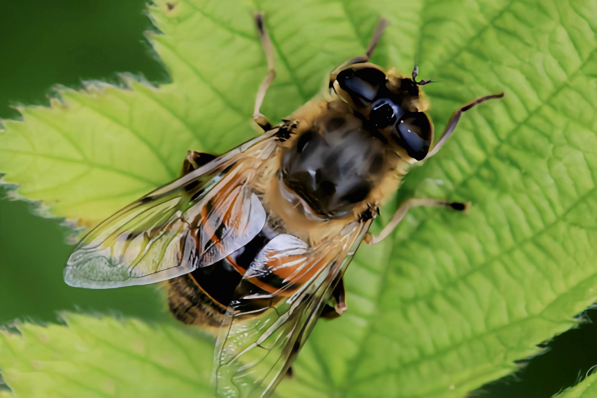 跨年创作挑战赛# 蜂蝇别名花虻,食蚜蝇,外形与蜜蜂相似.