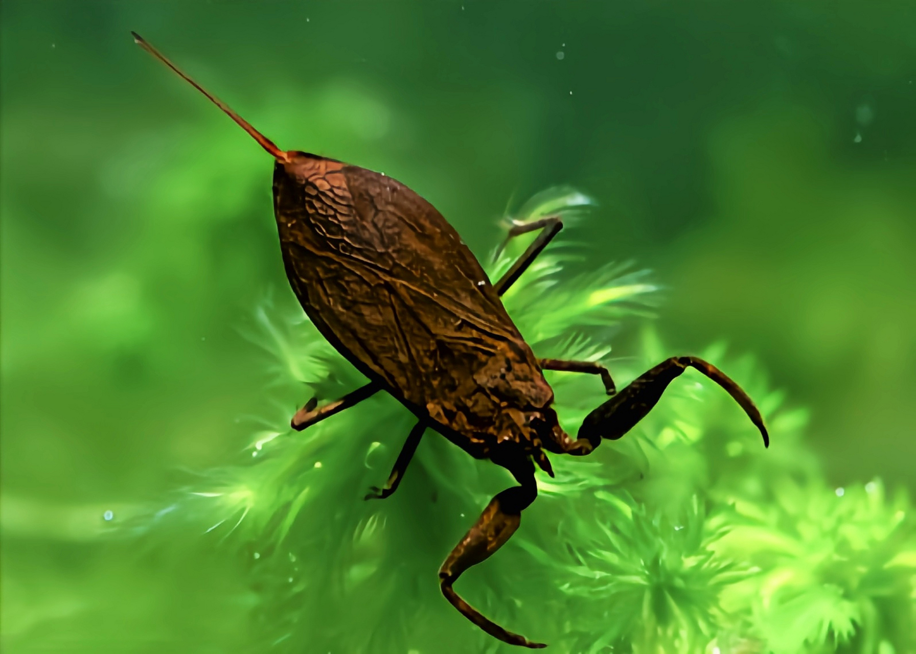 跨年创作挑战赛# 蝎蝽别名水蝎子,中华蝎蝽,分布于亚洲东部的淡水中.