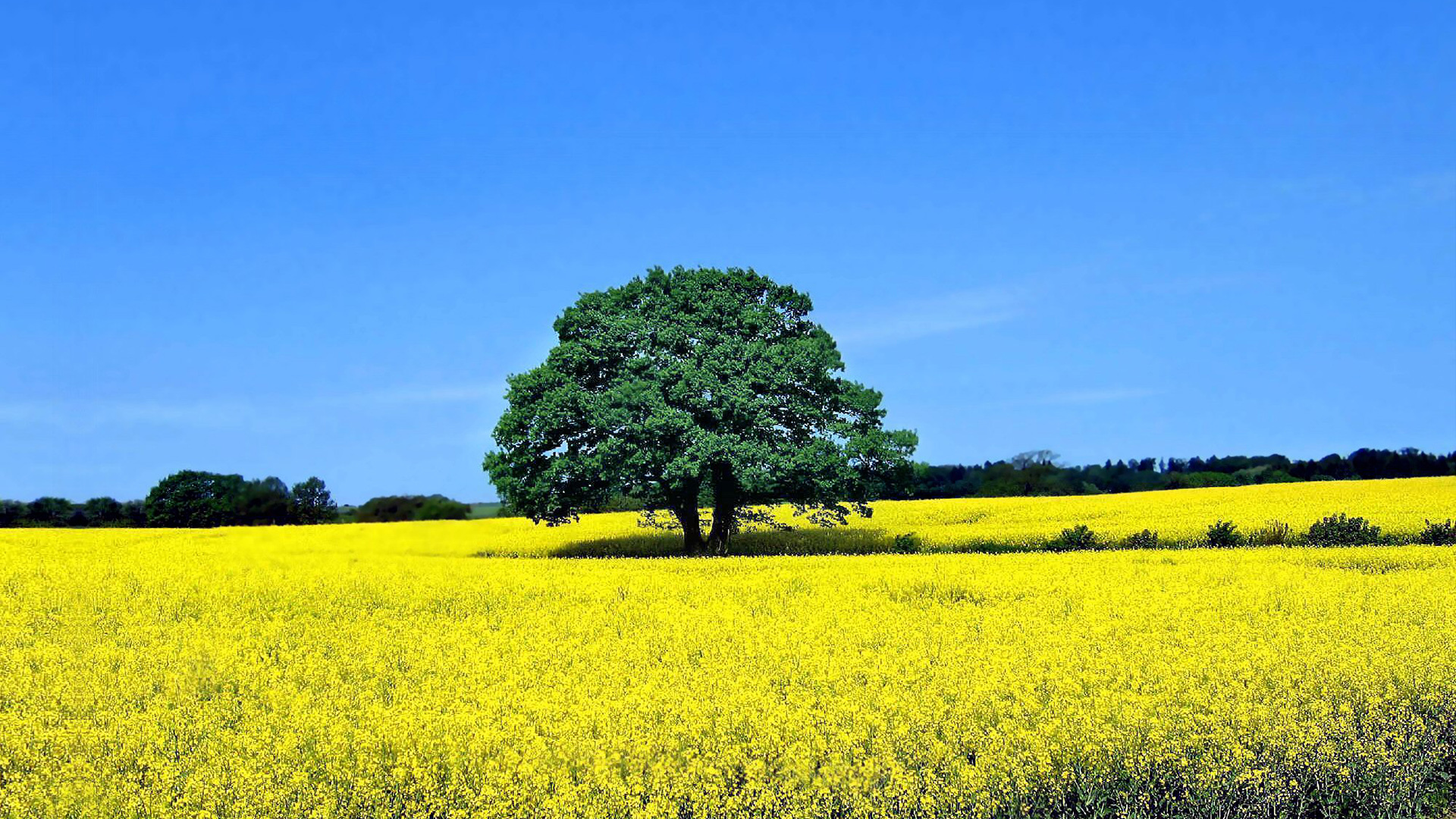 他爱上了她,结局却让人唏嘘 城.@地秀读书的动态