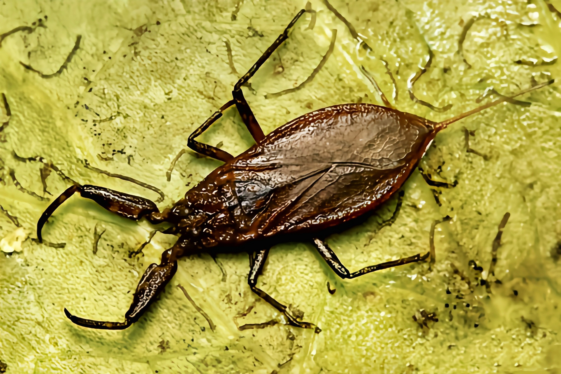 跨年创作挑战赛# 蝎蝽别名水蝎子,中华蝎蝽,分布于亚洲东部的淡水中.