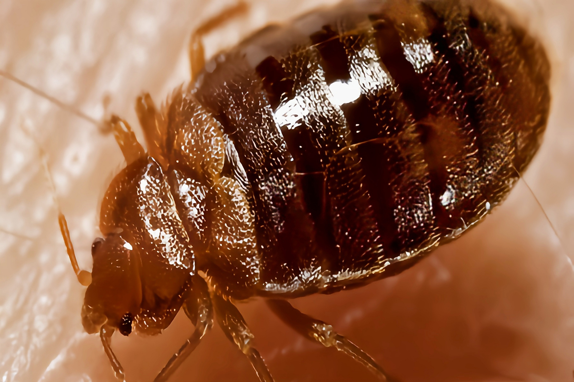 跨年创作挑战赛# 温带臭虫别名木虱,床虱,广泛分布于世界各地.体长0.