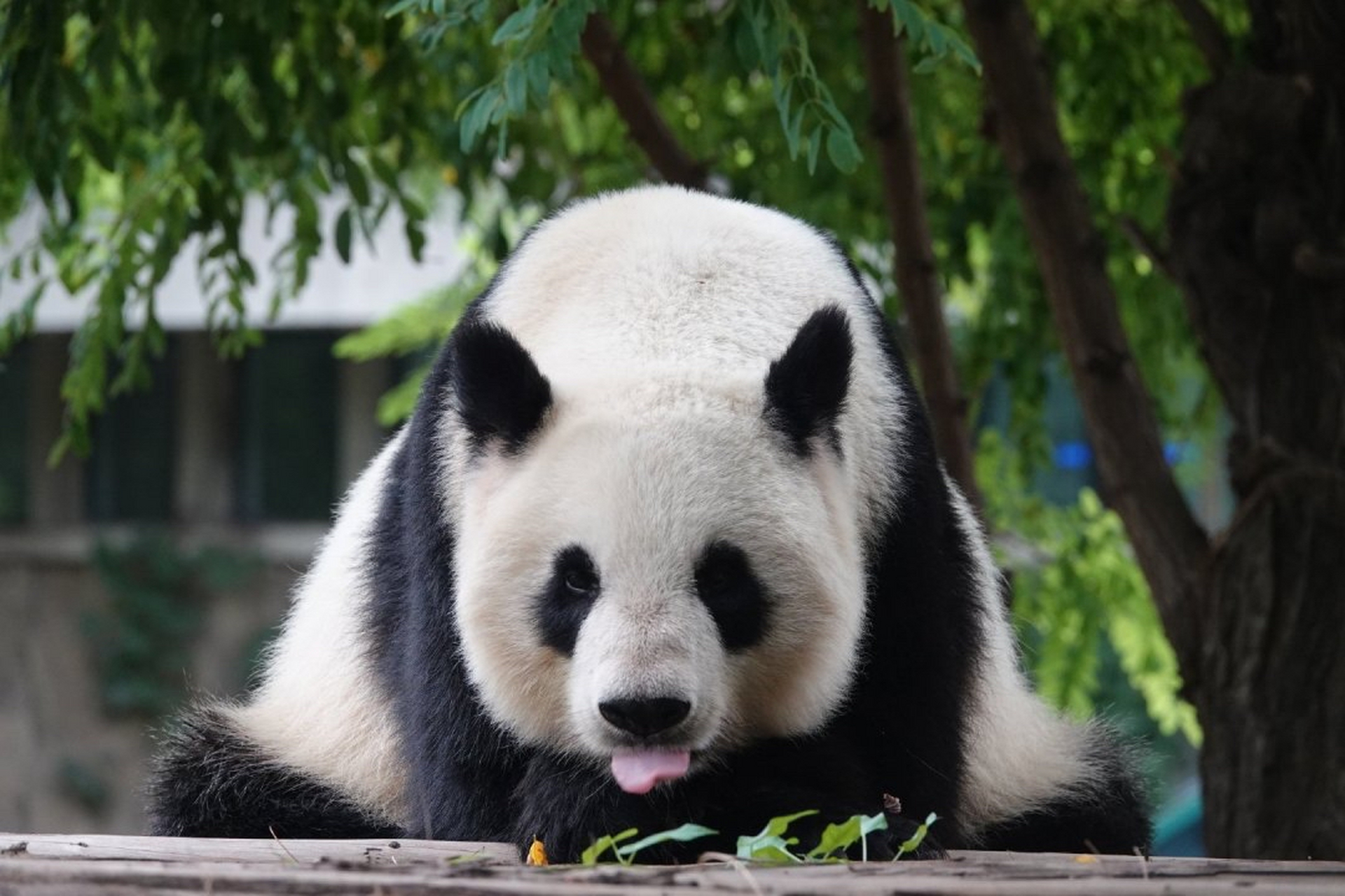 大熊猫格格现在是天津动物园的大姑奶奶 室友大熊猫喜乐是二姑奶  