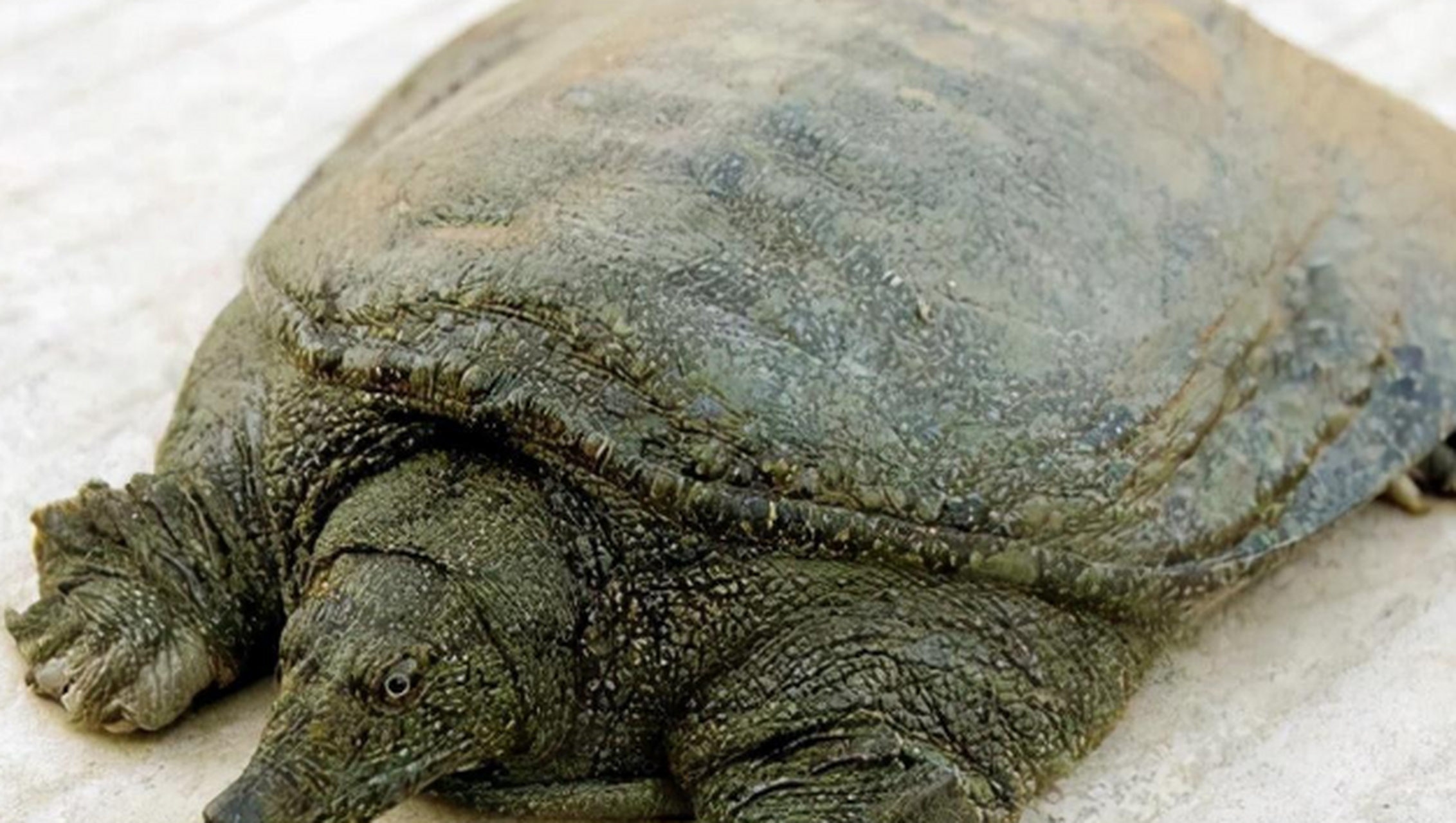 —山瑞鳖,体型巨大,头部硕大,壳呈三角形