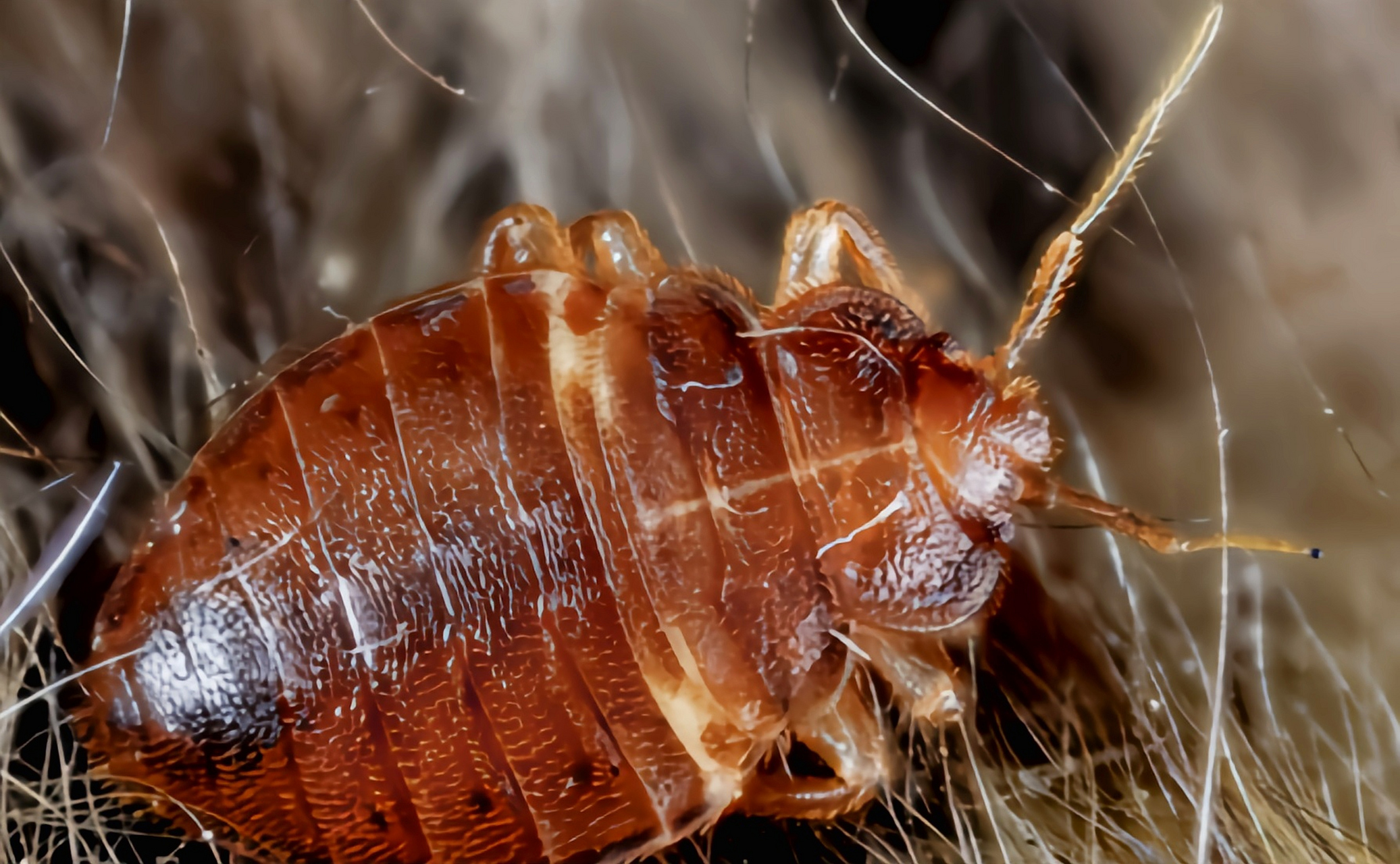 跨年创作挑战赛# 温带臭虫别名木虱,床虱,广泛分布于世界各地.体长0.