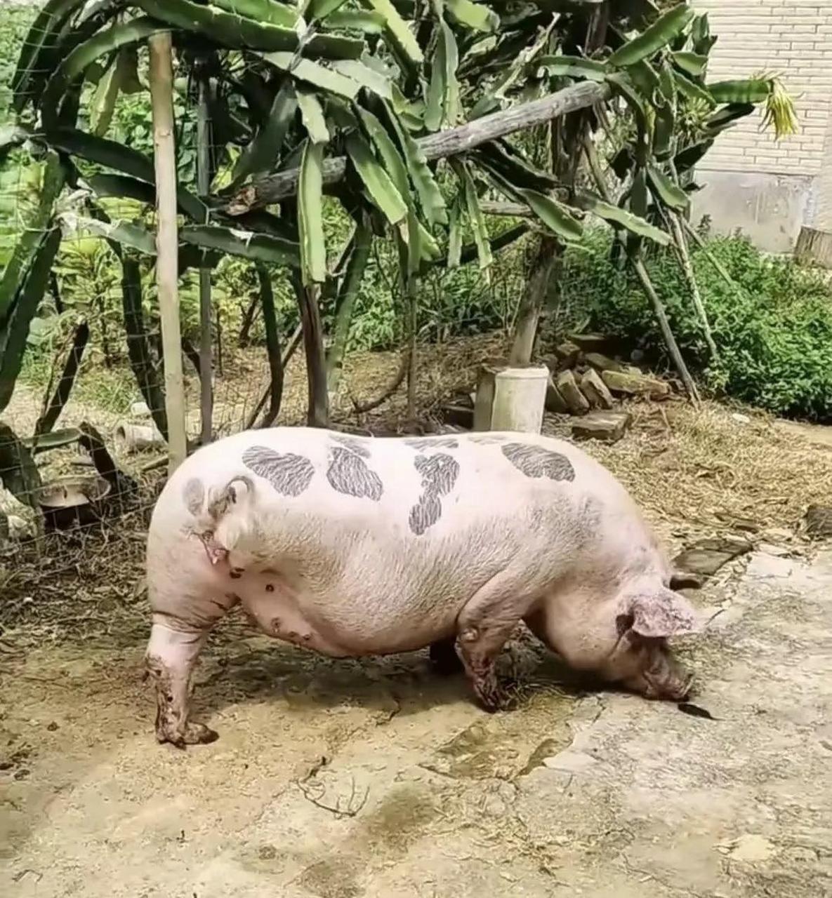 三只腿的猪还是第一次见,真的是猪坚强啊