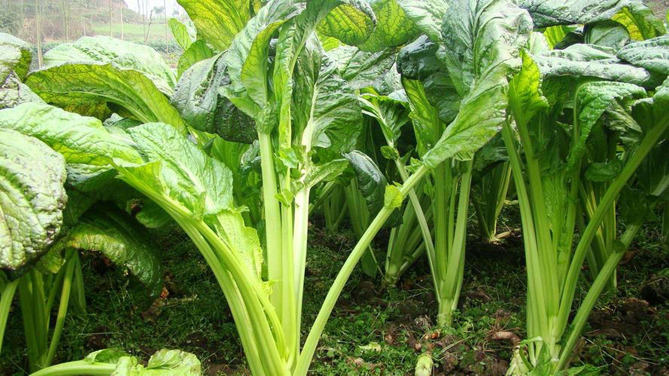 不仅是佐餐小食,更是川人对美味的极致追求![原文:四川美食:宜宾芽菜]