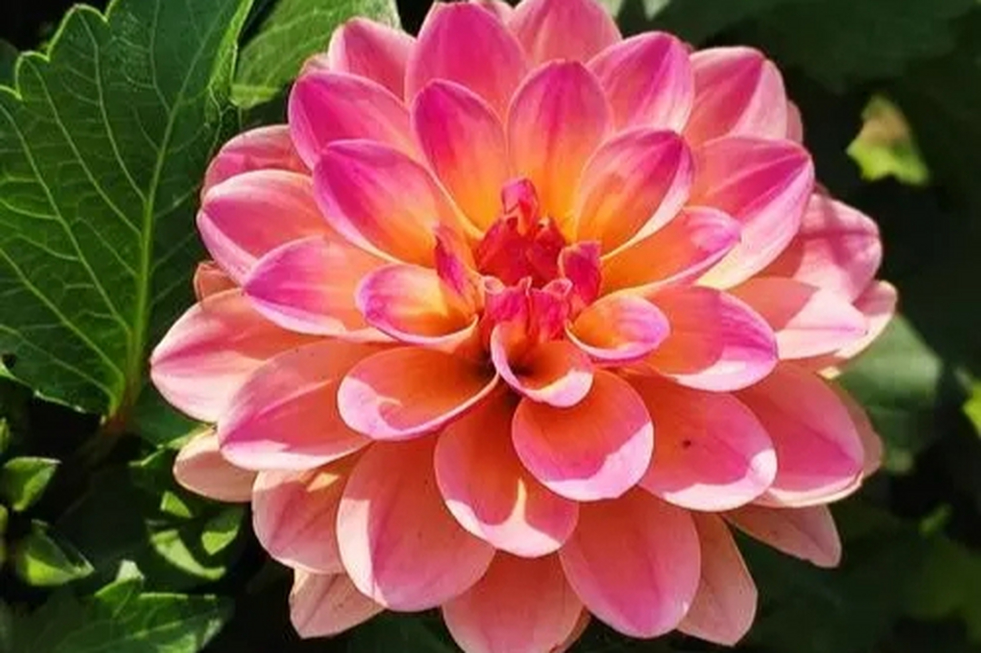 小丽花的花语包括"谦虚","坚韧"和"和谐",寓意着谦虚,坚韧不拔和和谐