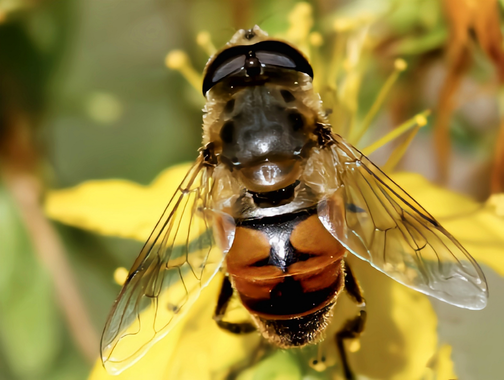跨年创作挑战赛# 蜂蝇别名花虻,食蚜蝇,外形与蜜蜂相似.