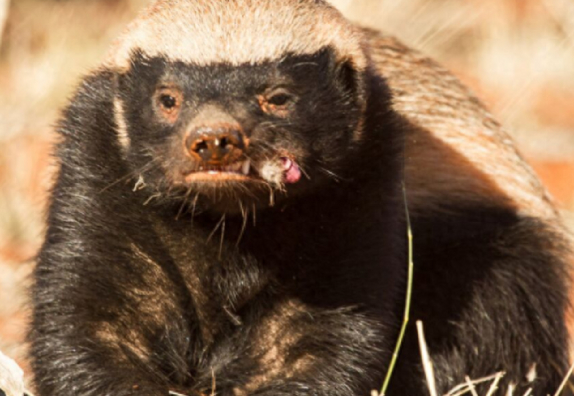 [原文:蜜獾是一种非