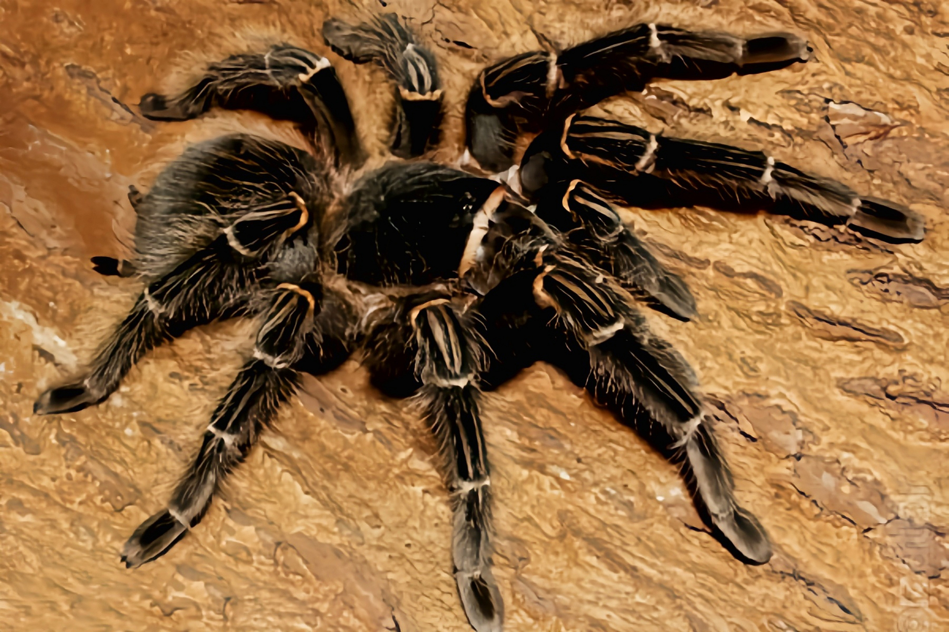 所罗门食鸟蛛是巴西特有物种,生活在巴西东北部热带雨林