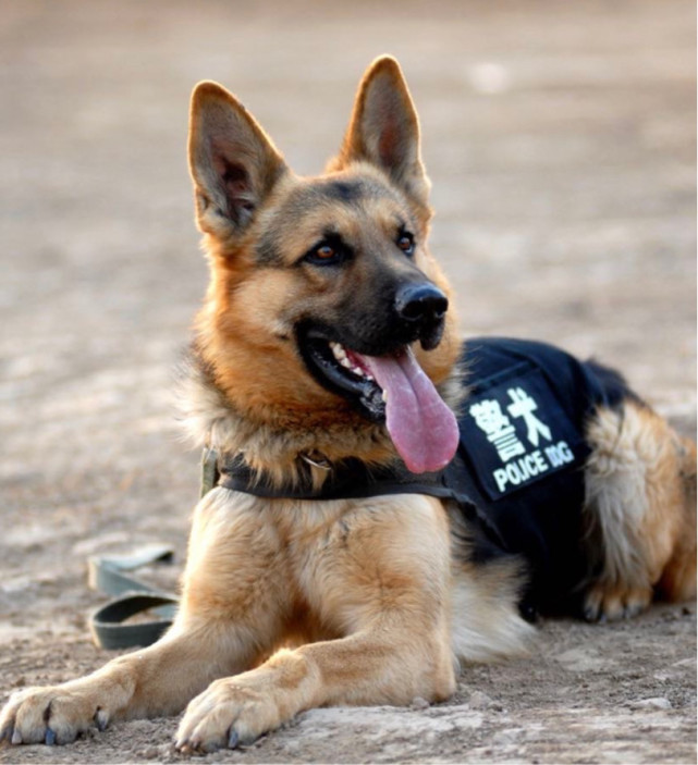 军犬退役后怎么处理?这几种方式确保军犬能够善终