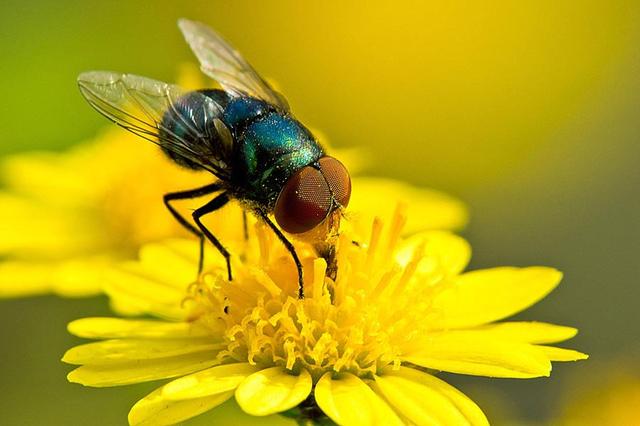 苍蝇"无意"把头搓下来把玩,无头为什么还能活?