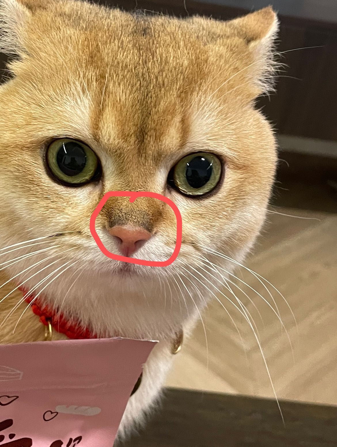 猫咪鼻头干燥及其变黑的原因与家庭护理措施粉丝提问:猫咪鼻子有点干