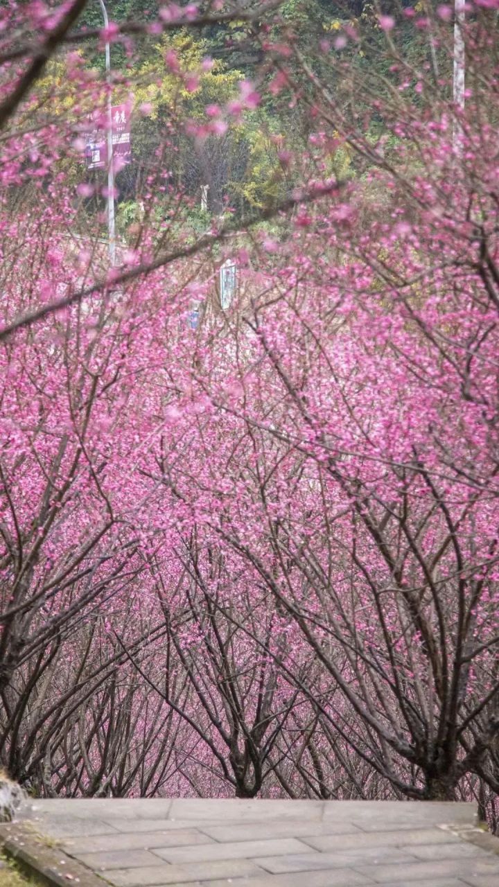 歌乐山梅花图片