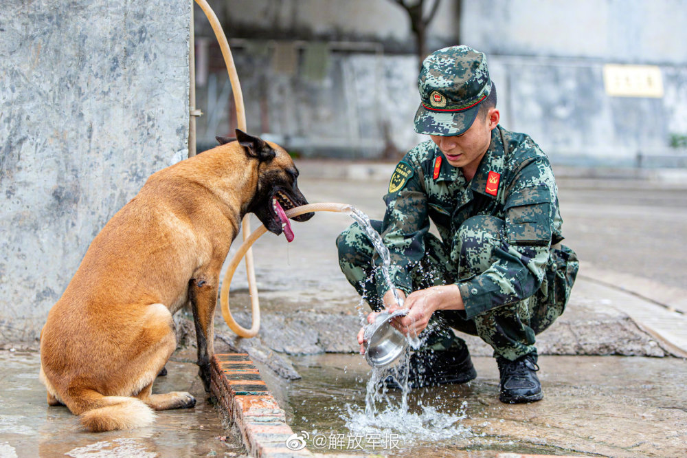 解放军军犬图片