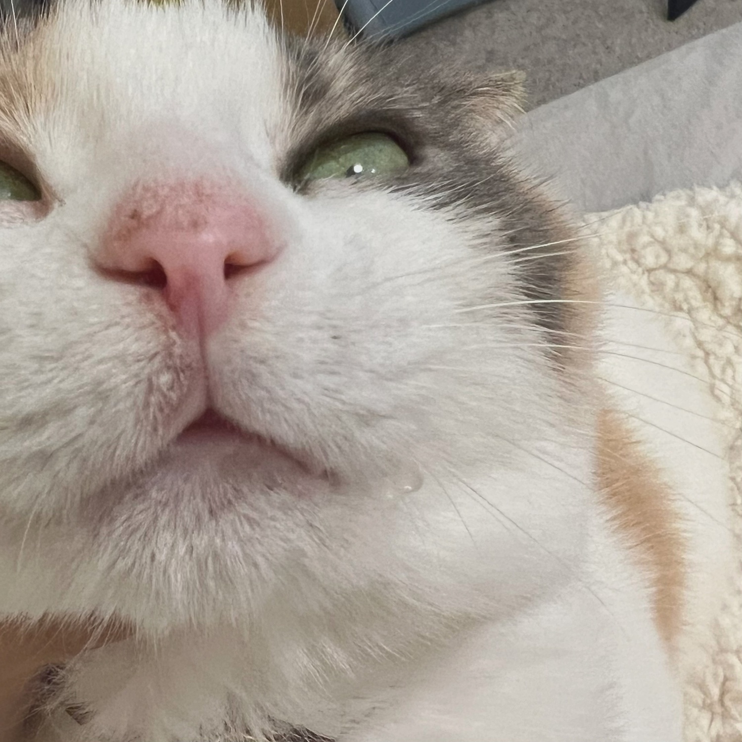 猫咪为什么流口水一滴一滴百科在线