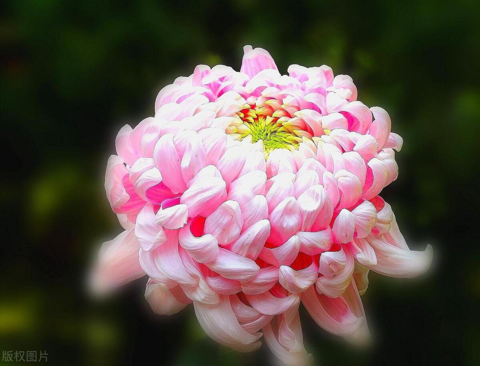 菊花千姿百态,品种繁多,平瓣,匙瓣,管瓣,盘头,蜂窝,绣球菊,美不胜收.