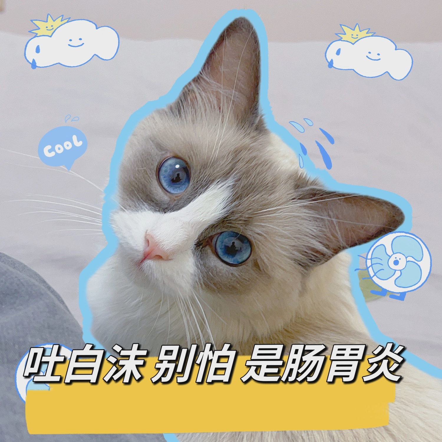 猫咪呕吐白沫,不吃不喝,可能为啥?如何应对?