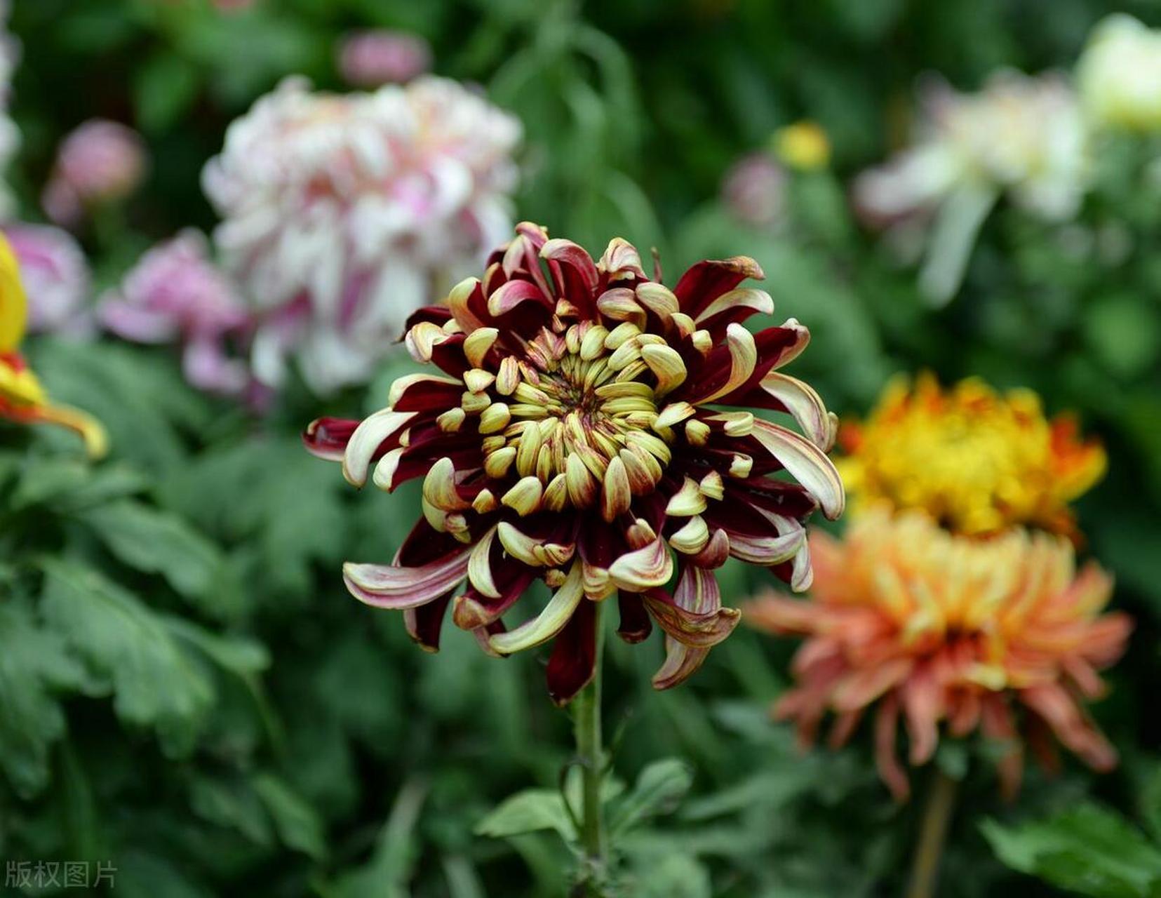 菊花千姿百态,品种繁多,平瓣,匙瓣,管瓣,盘头,蜂窝,绣球菊,美不胜收.