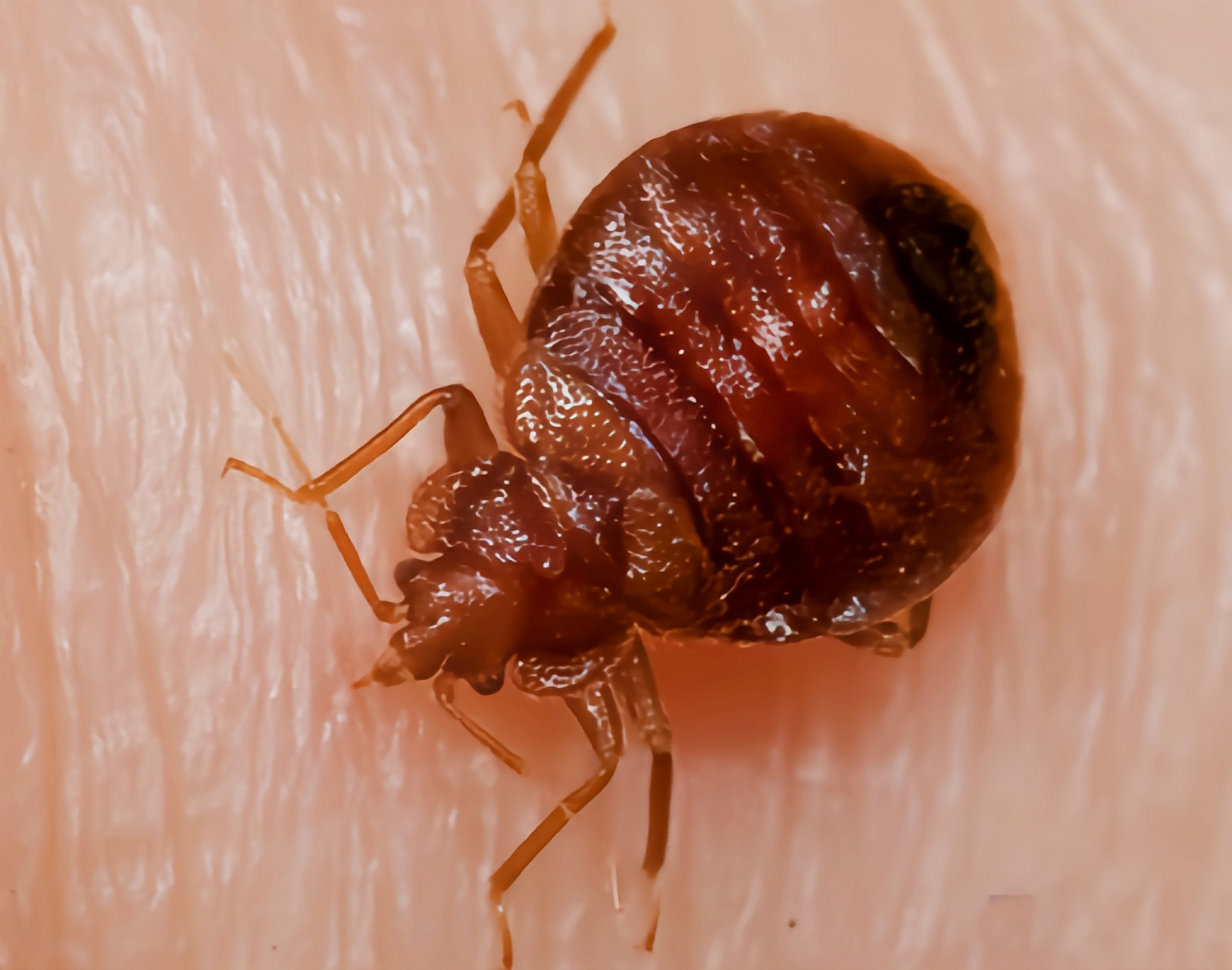 跨年创作挑战赛# 温带臭虫别名木虱,床虱,广泛分布于世界各地.体长0.