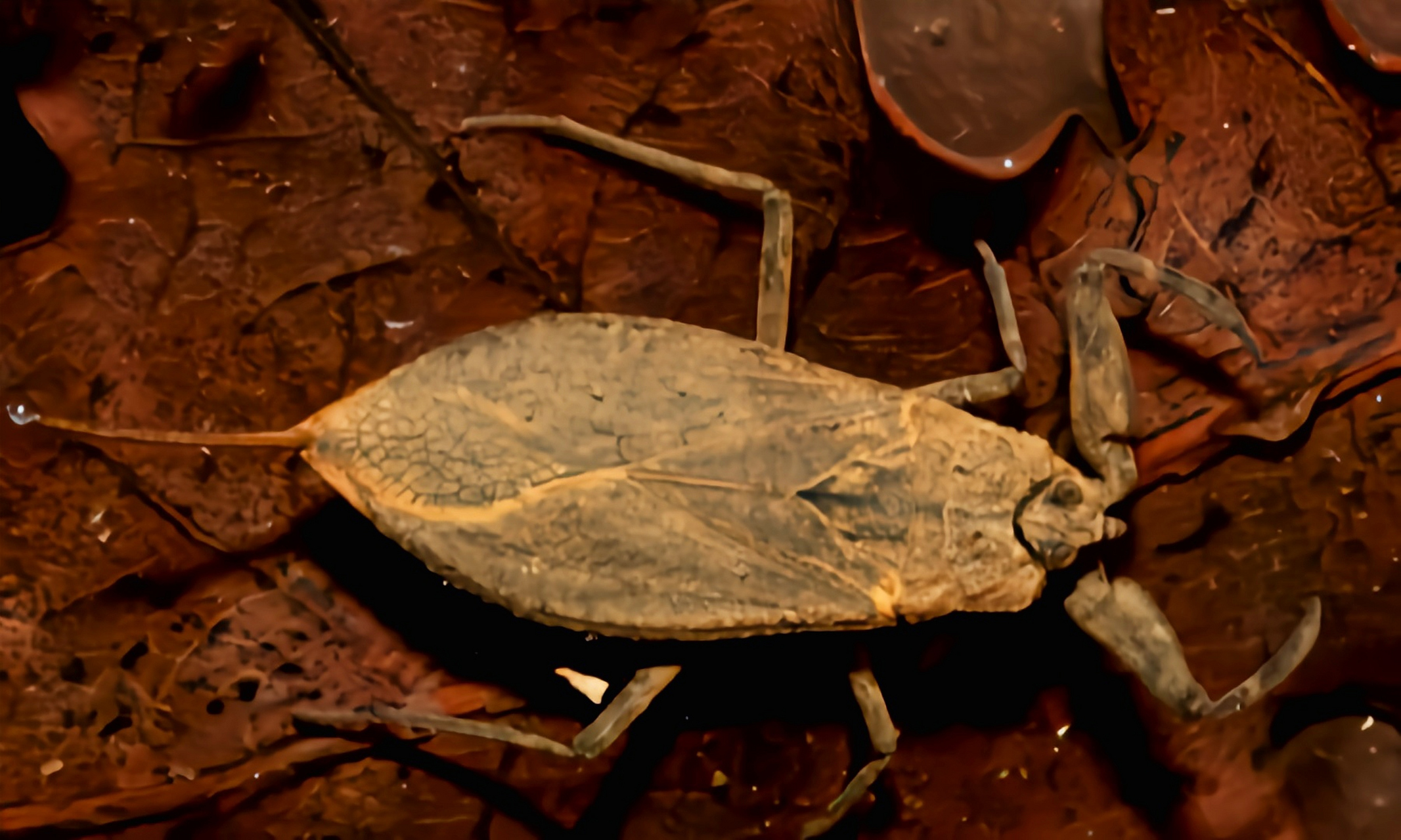 跨年创作挑战赛# 蝎蝽别名水蝎子,中华蝎蝽,分布于亚洲东部的淡水中.