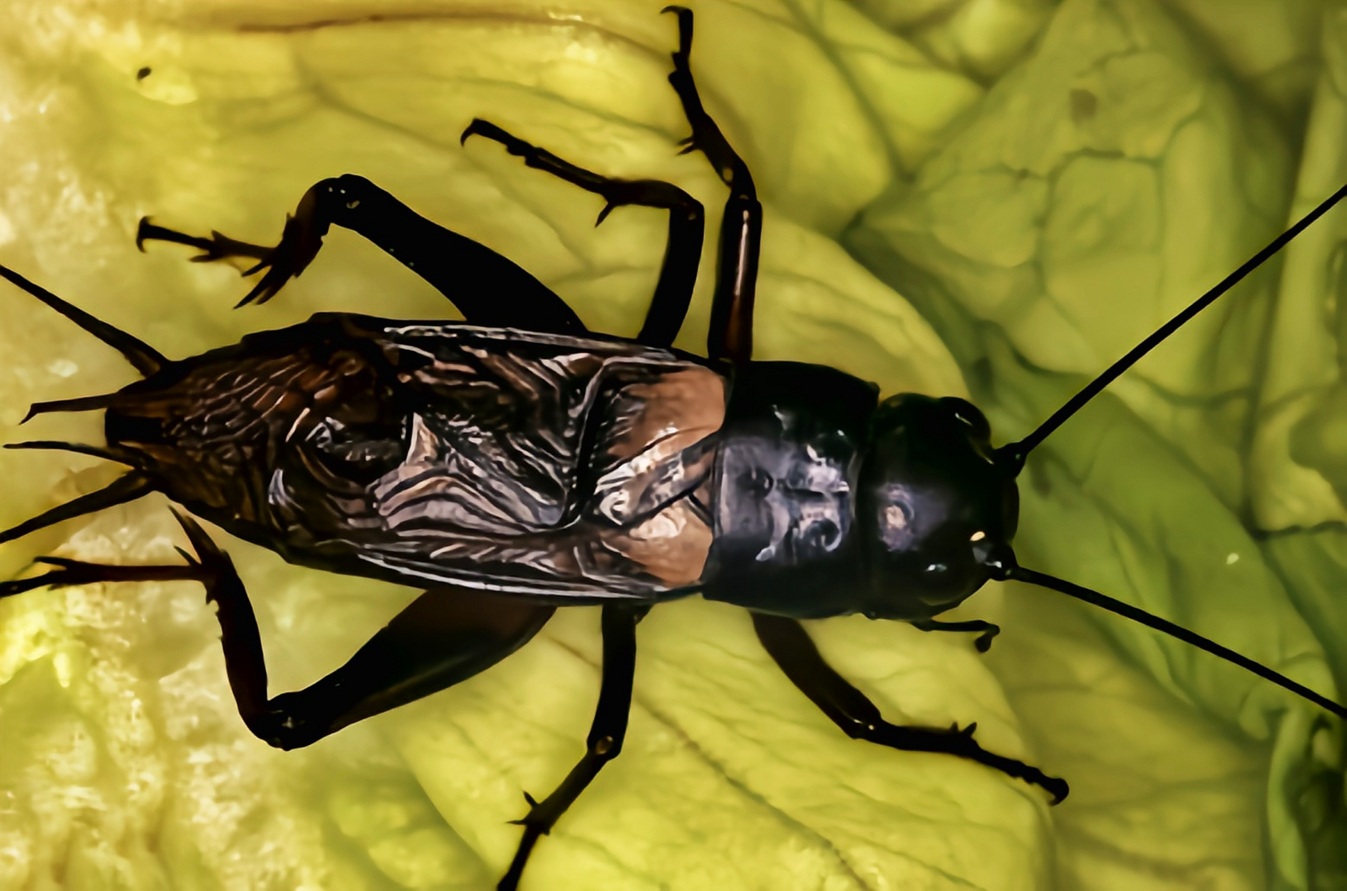 跨年创作挑战赛# 双斑大蟋别名双斑蟋,咖啡两点蟋.