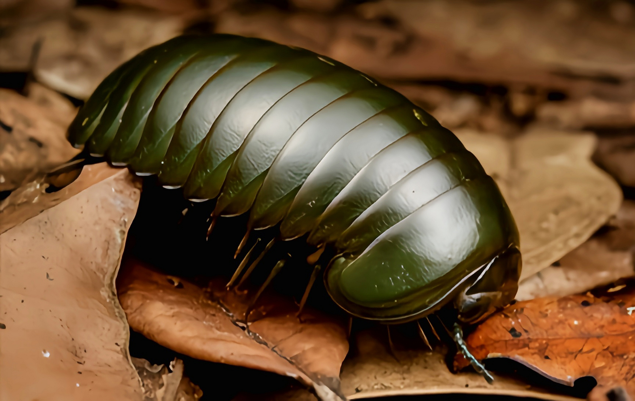 跨年创作挑战赛# 巨翠马陆马达加斯加巨翠球马陆.生活于亚洲东南部.