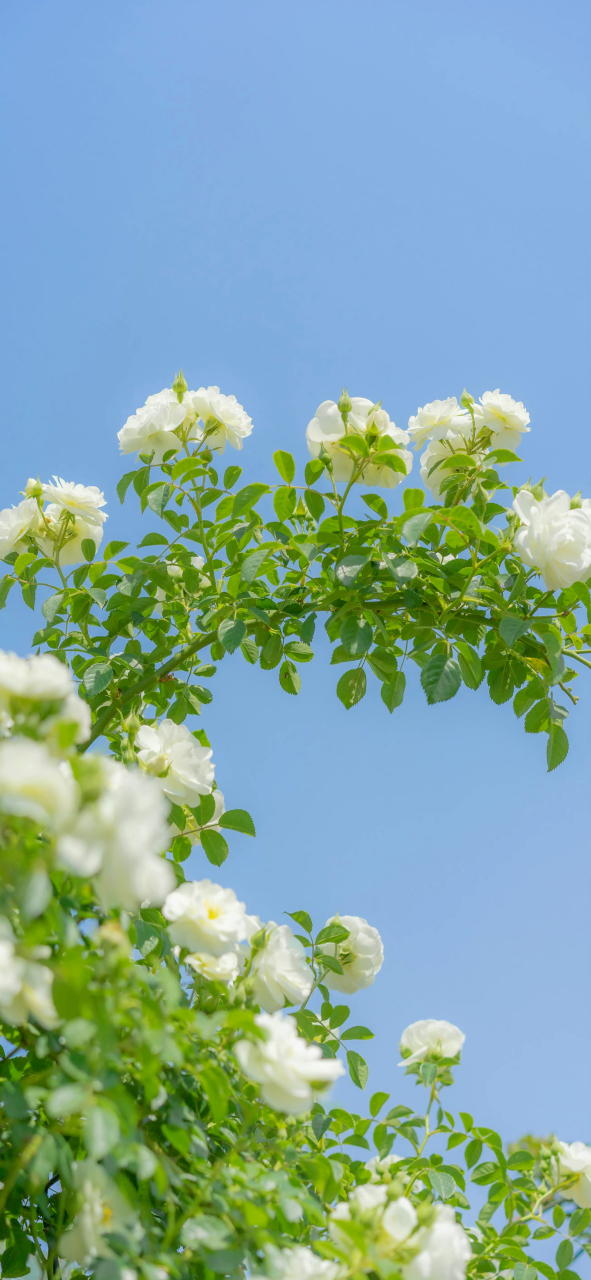 小清新蔷薇花高清手机壁纸❀✿ 蔷薇花的花语 🌹白色蔷薇:象征